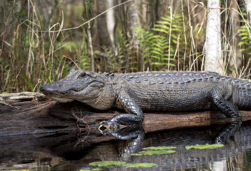 American Alligator Close Up Stretched Out on a Long; Okefenokee Swamp
