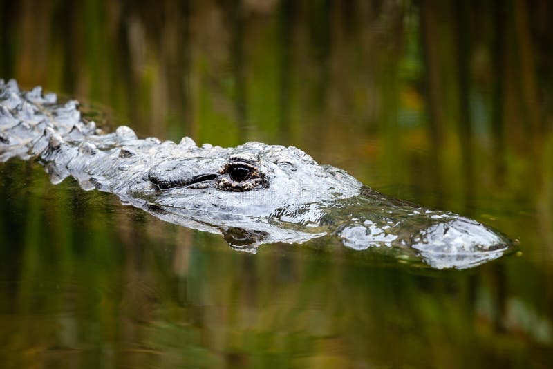 American Alligator Head Just Below Water with Reflected Reeds royalty free stock images