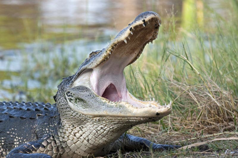 American Alligator II