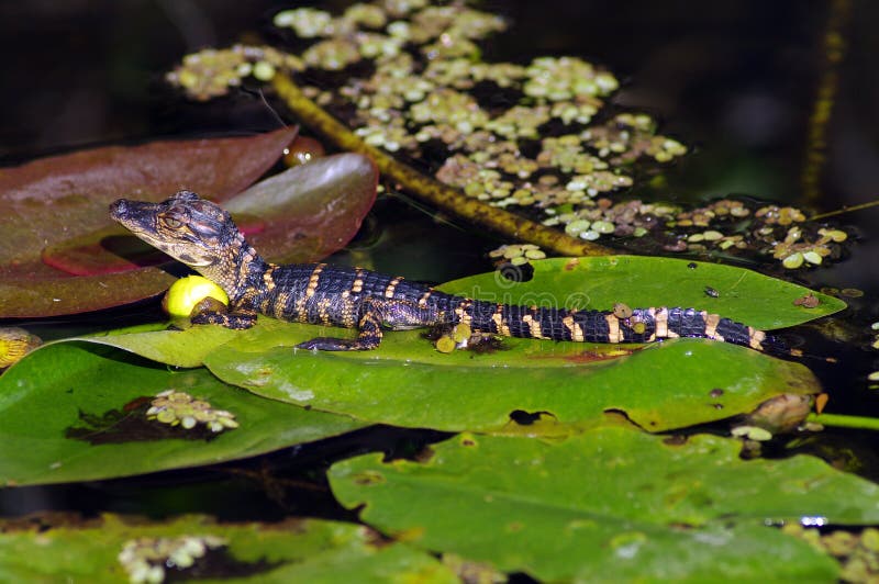 American Alligator (juvenile)