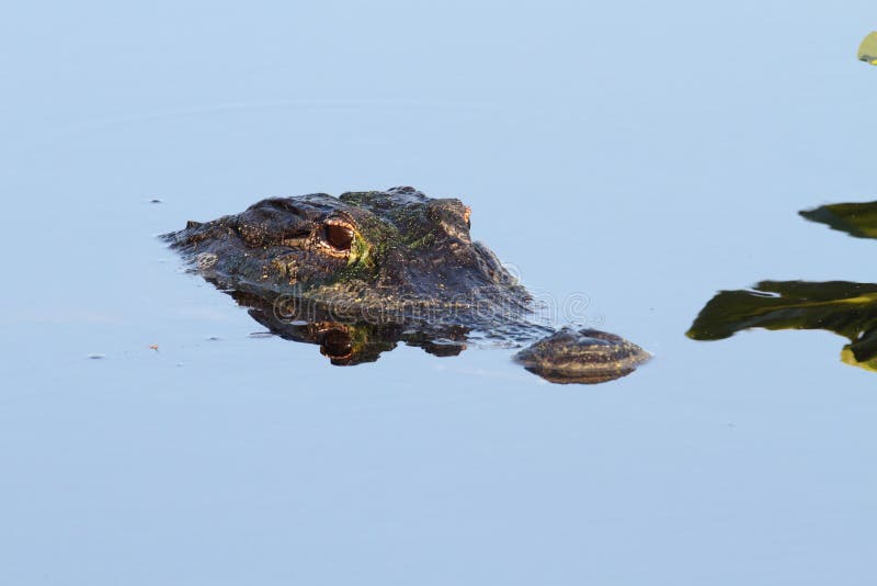 American Alligator mississippiensis stock image American Alligator mississippiensis stock image