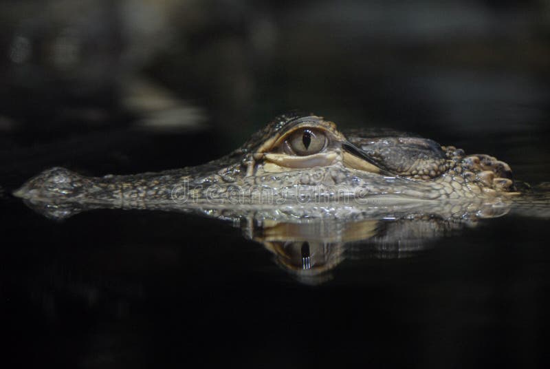 American Alligator Reflection