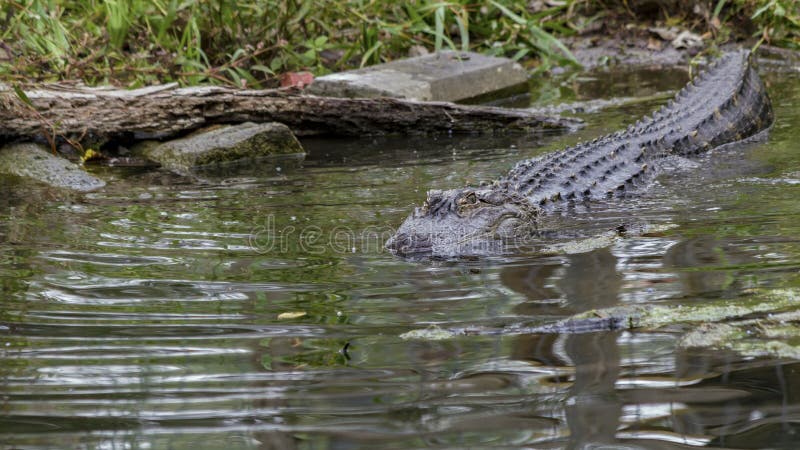 American Alligator Swimming Into A Dark Pool Of Water