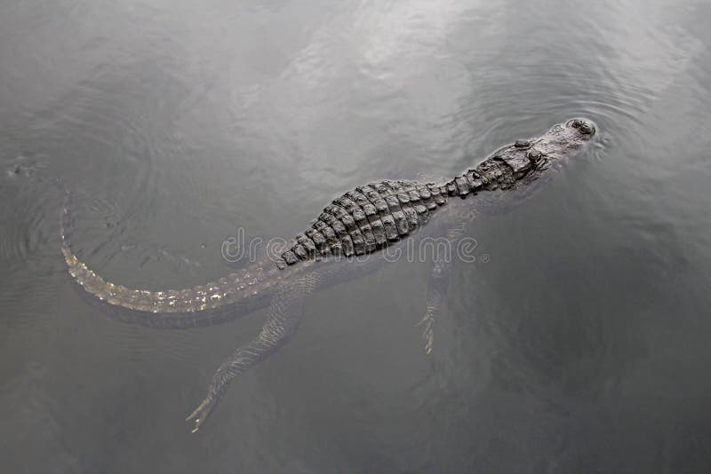 American alligator swimming in a lake, top view, Everglades National Park, Florida, USA