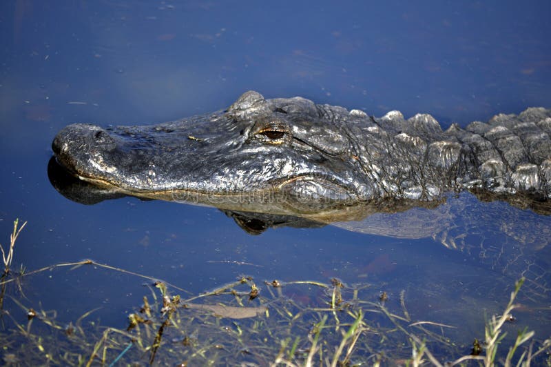 American Alligator in the Water royalty free stock image