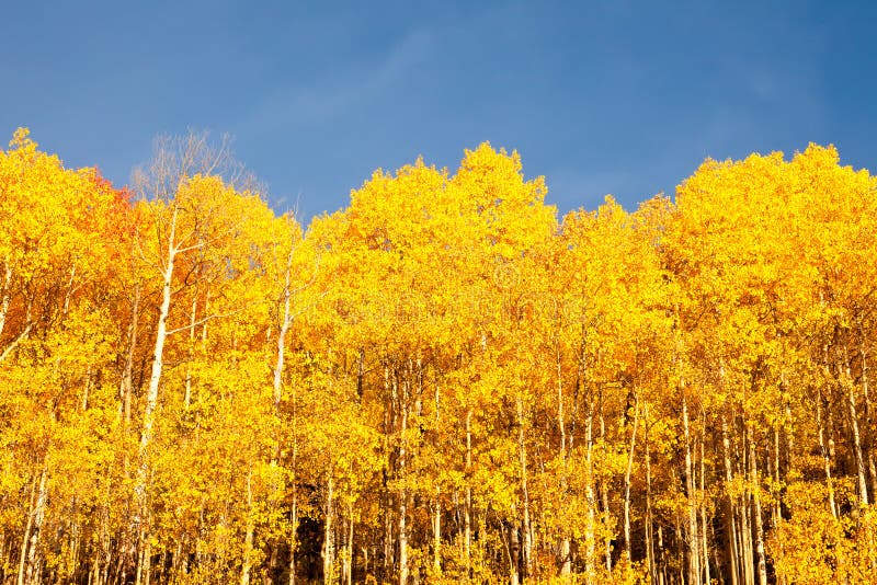 American Aspen Trees