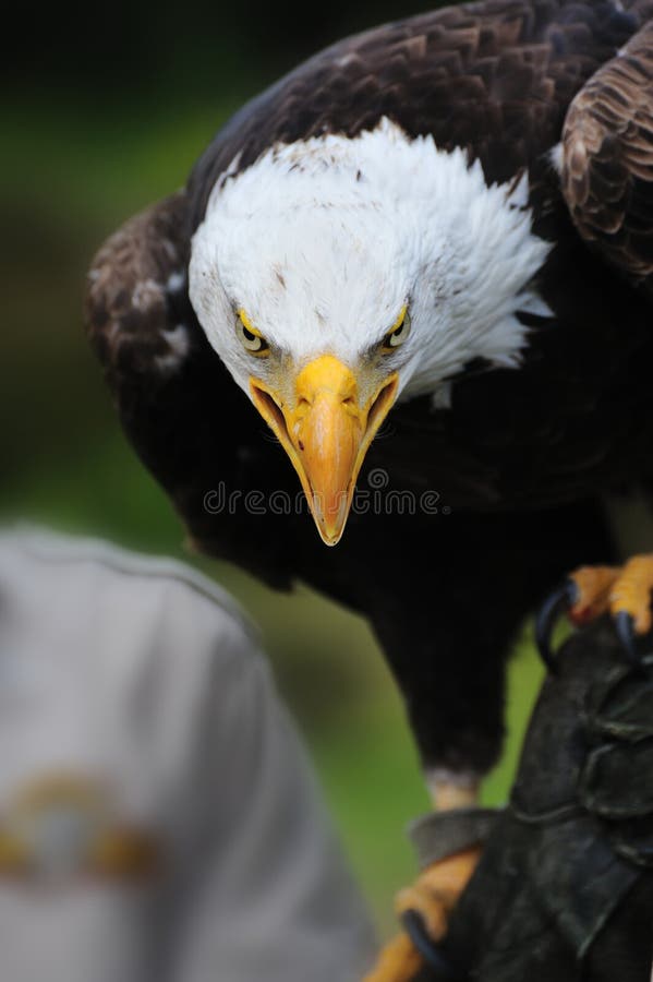 American bald eagle