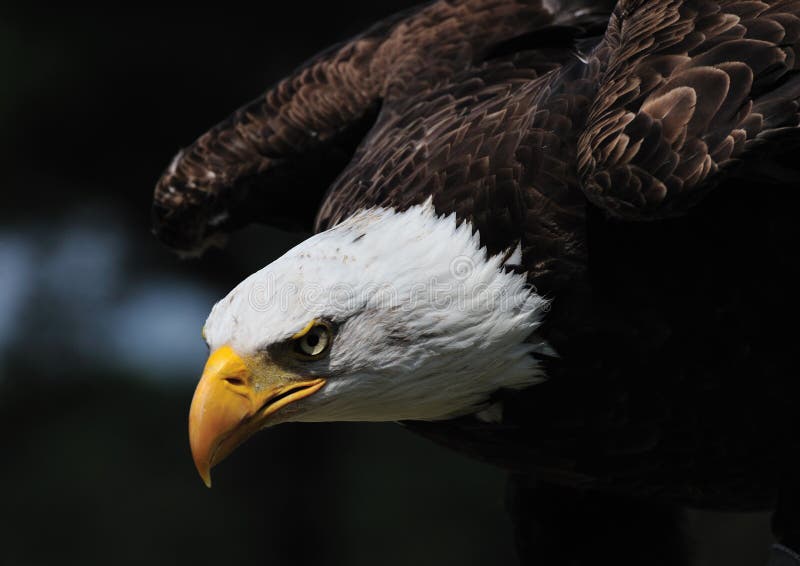 American bald eagle