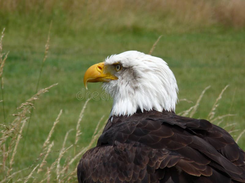 American Bald Eagle.