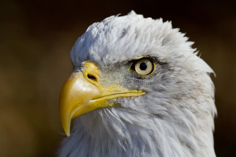 American bald eagle - Haliaeetus leucocephalus