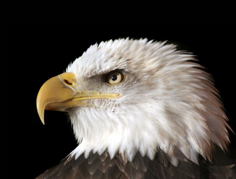 Closeup on the face in profile of the American Bald Eagle. Isolated on black.