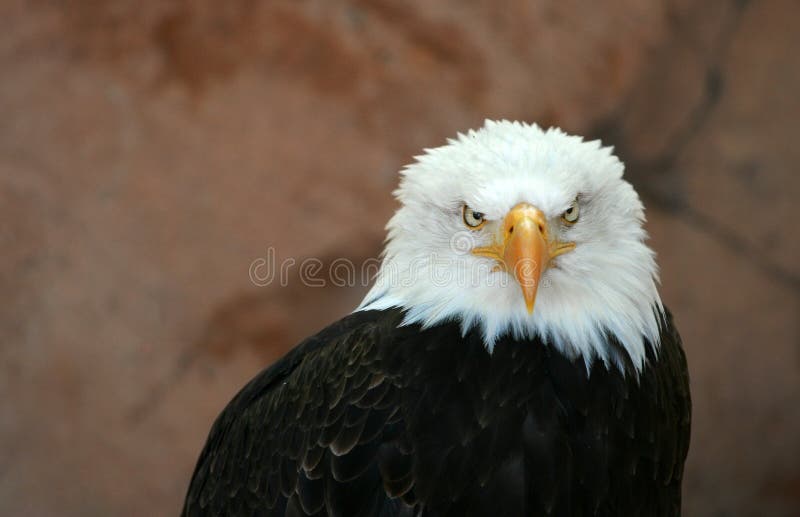 American bald eagle looking towards to camera