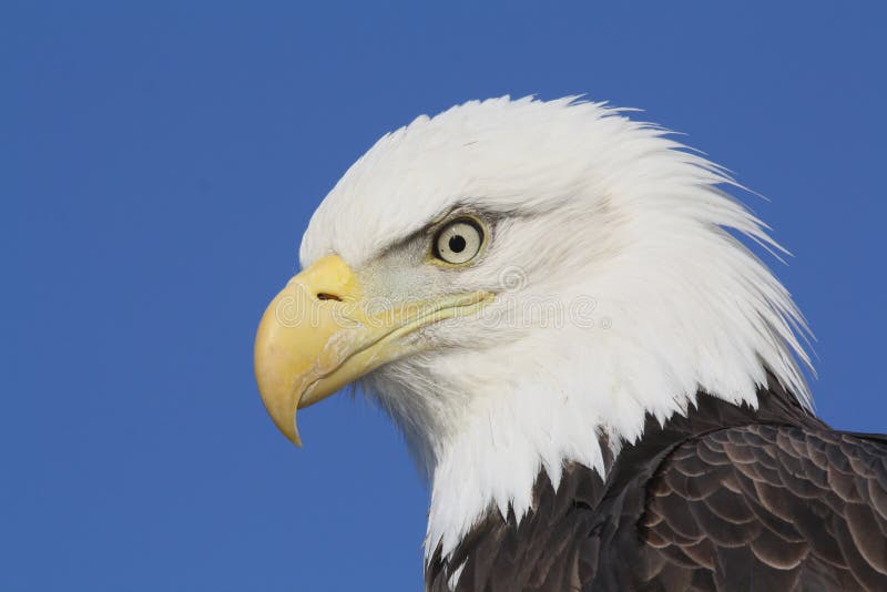 A close-up of a bald eagle in Homer, Alaska. A close-up of a bald eagle in Homer, Alaska