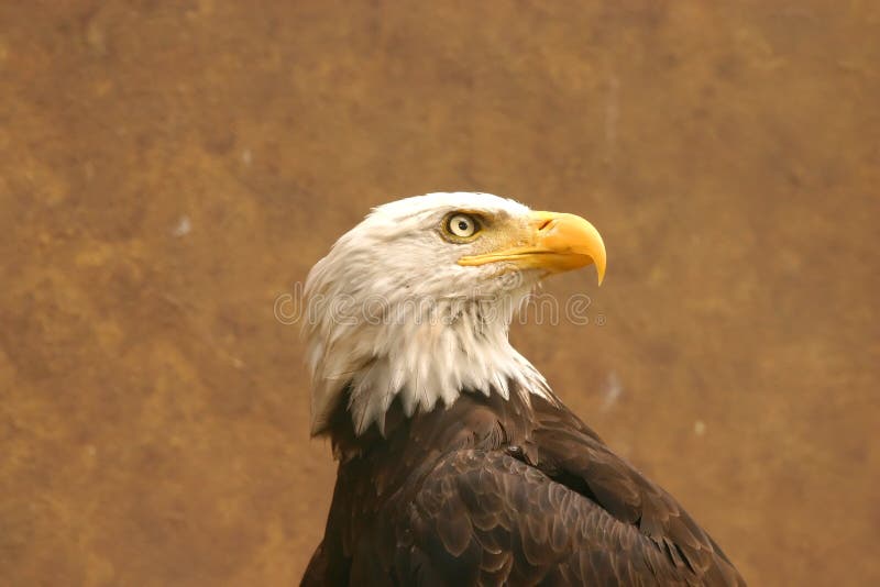 American bald eagle(Haliaeetus leucocephalus) portrait at the zoo