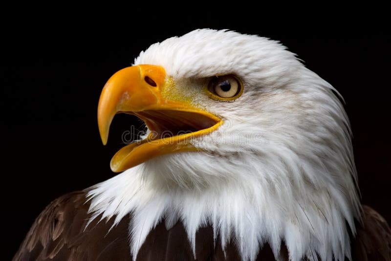 Closeup portrait of the head of an American Bald Eagle in profile, isolated on a black background.