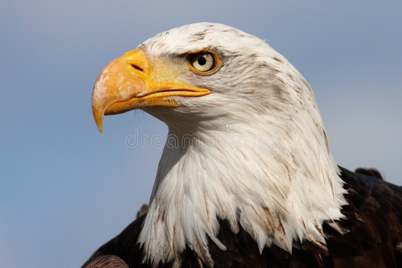 Proud majestic American Bald Eagle