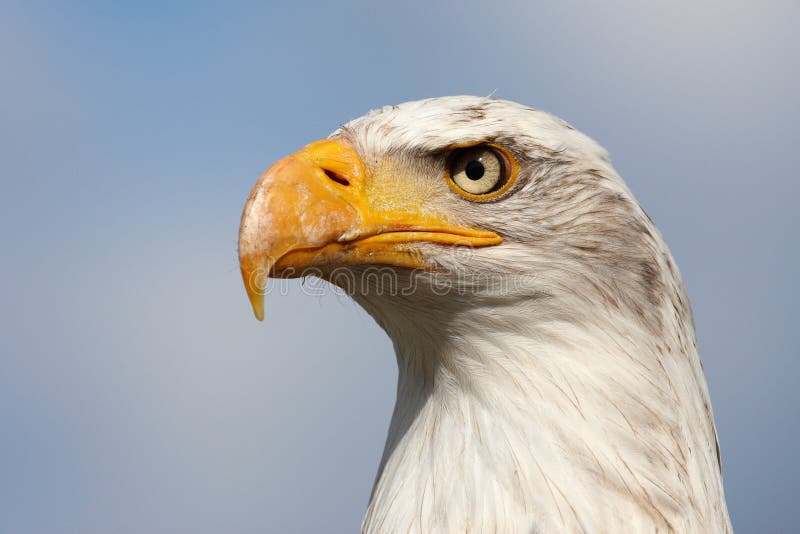 Proud majestic American Bald Eagle