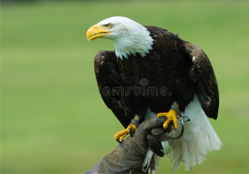 American bald eagle