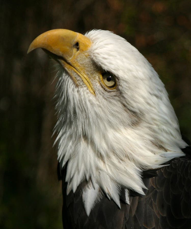 A proud bald eagle. A proud bald eagle