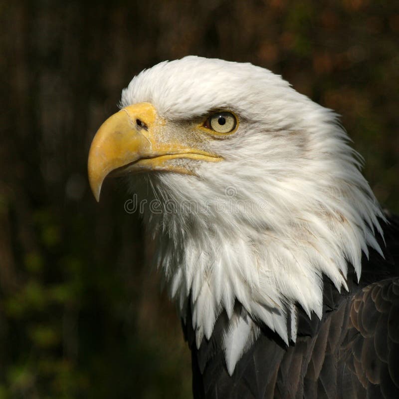 An observer eagle. An observer eagle