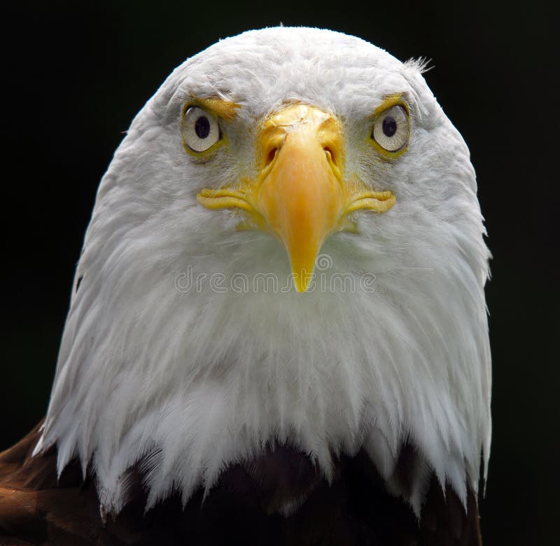 American Bald Eagle