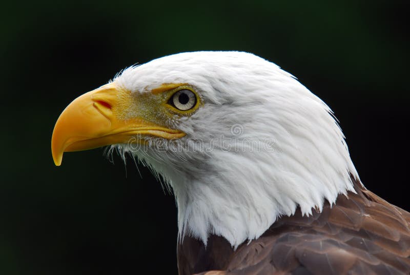 American Bald Eagle