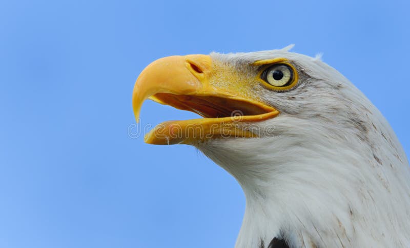 American bald eagle