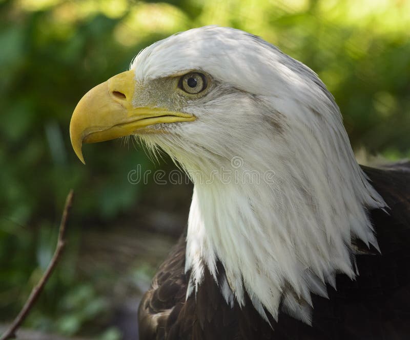 Closeup photo of a beautiful and proud American Bald Eagle. National bird of the United States of America.