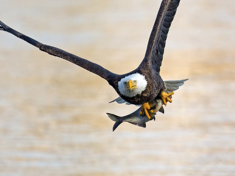 American Bald Eagle with Fish stock photo American Bald Eagle with Fish stock photo