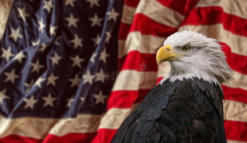 American Bald Eagle with Flag.