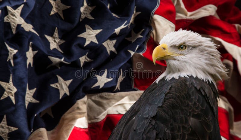 American Bald Eagle with Flag.