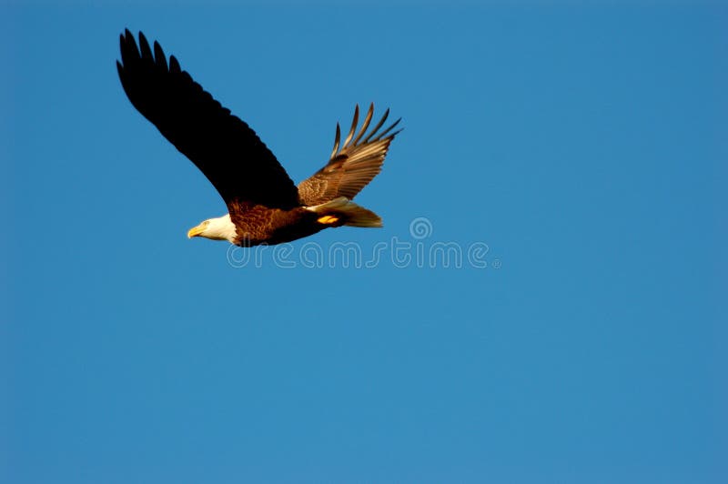 An American Bald Eagle flys with wings uplifted. An American Bald Eagle flys with wings uplifted