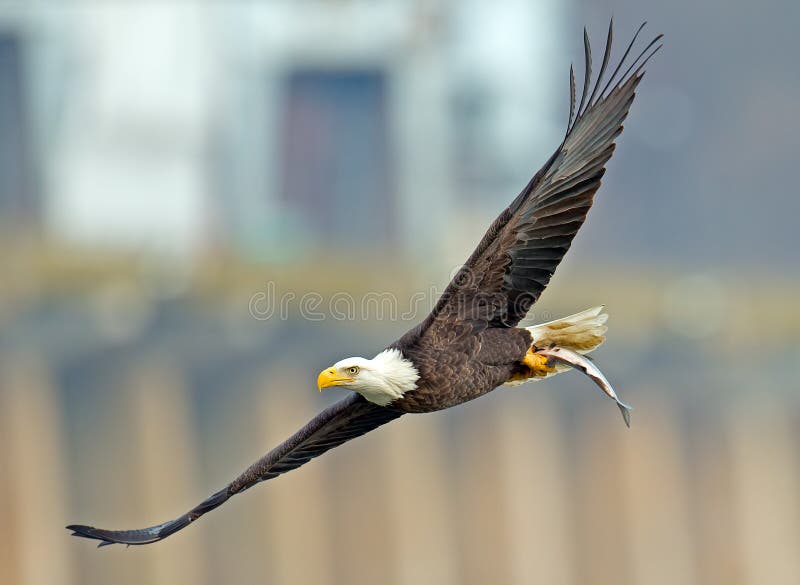 American Bald Eagle In Flight With Fish