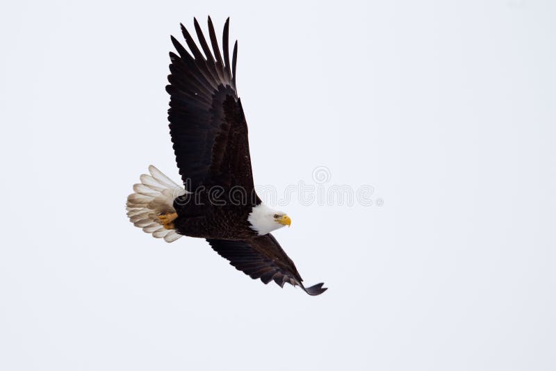 American Bald Eagle flying stock photo American Bald Eagle flying stock photo