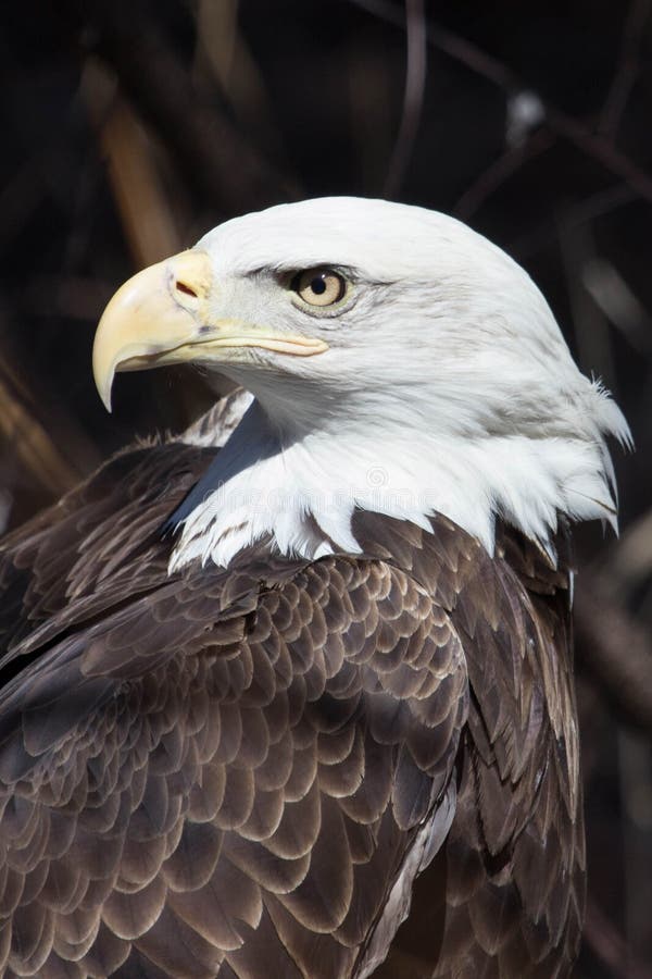American Bald Eagle stock image. Image of symbol, prey 39902863