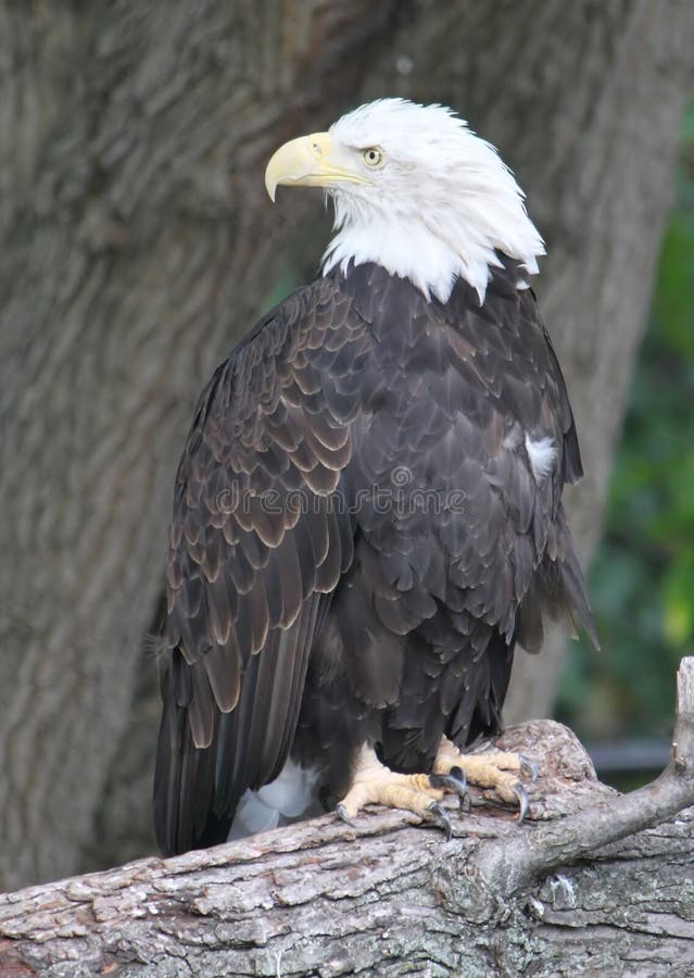 American Bald Eagle Looking Back Stock Photo Image of neck, eagle 11145606