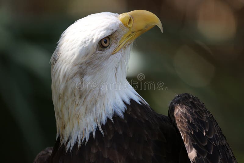 The American Bald Eagle stock photography The American Bald Eagle stock photography