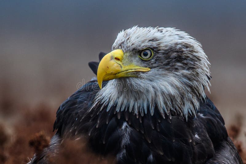 American bald eagle soaring against clear blue alaskan sky stock photos American bald eagle soaring against clear blue alaskan sky stock photos
