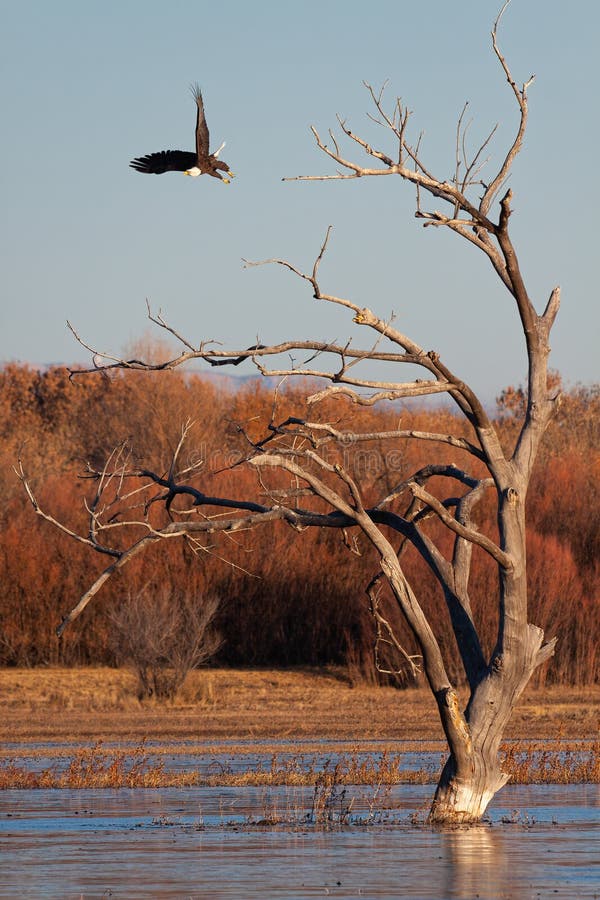 American Bald Eagle Hunting Prey in Bosque Del Apache New Mexico Stock
