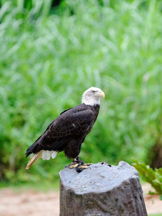 American Bald Eagle on a Tree Trunk Stock Image - Image of bald