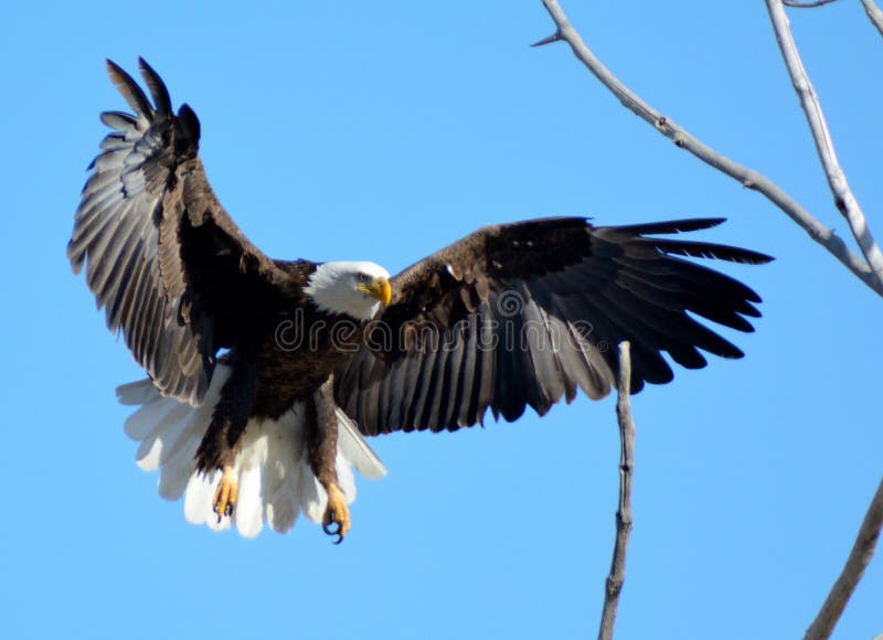 American Bald Eagle stock photography American Bald Eagle stock photography