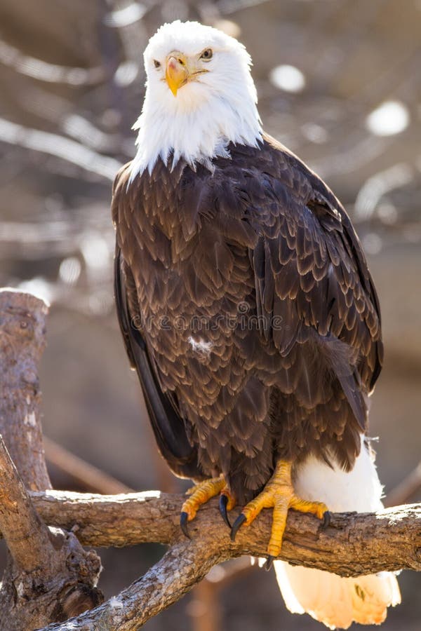 American Bald eagle at alert on branch. American Bald eagle at alert on branch