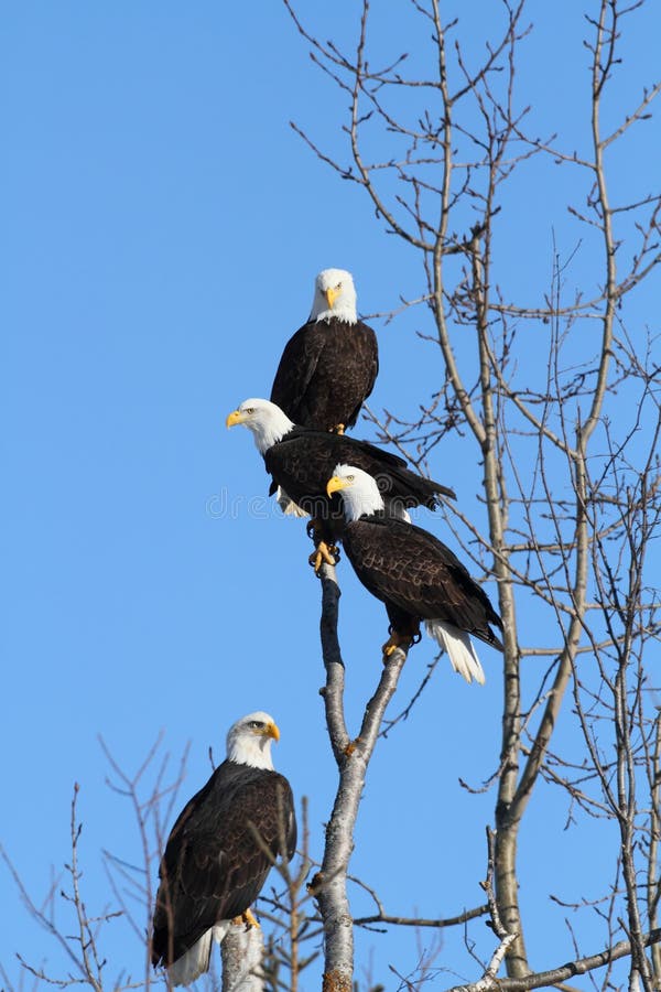 American Bald Eagles royalty free stock images American Bald Eagles royalty free stock images