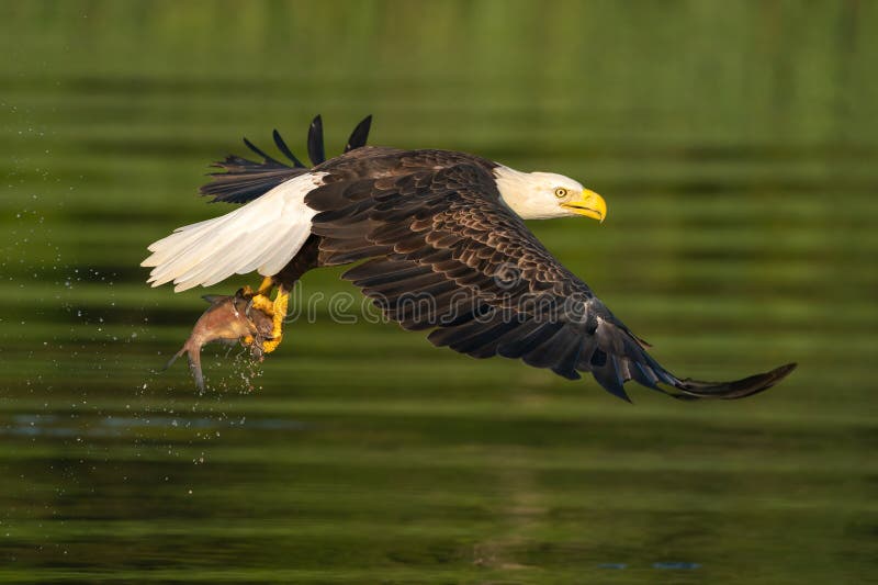 American Bale Eagle with Fish stock image