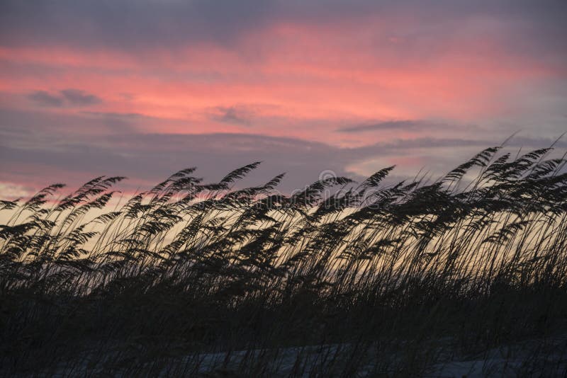 American Beach Grass blowing in the wind during sunset