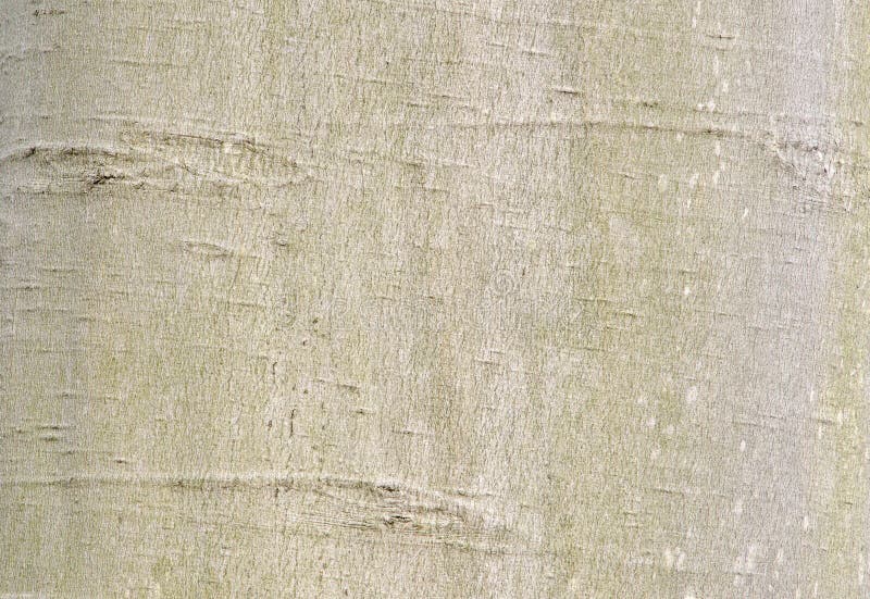American Beech Bark stock photo