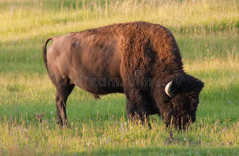 American Bison