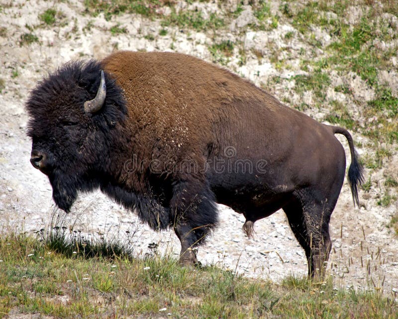 American Bison