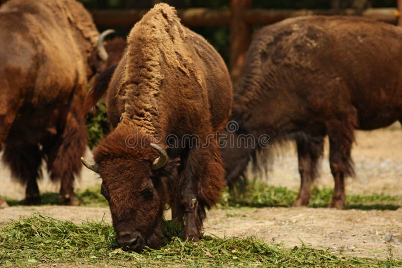 American bison