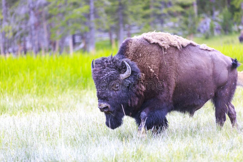 American Bison stock photos